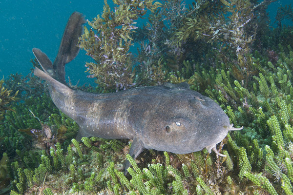 BRACHAELURIDAE (SQUALI CIECHI)